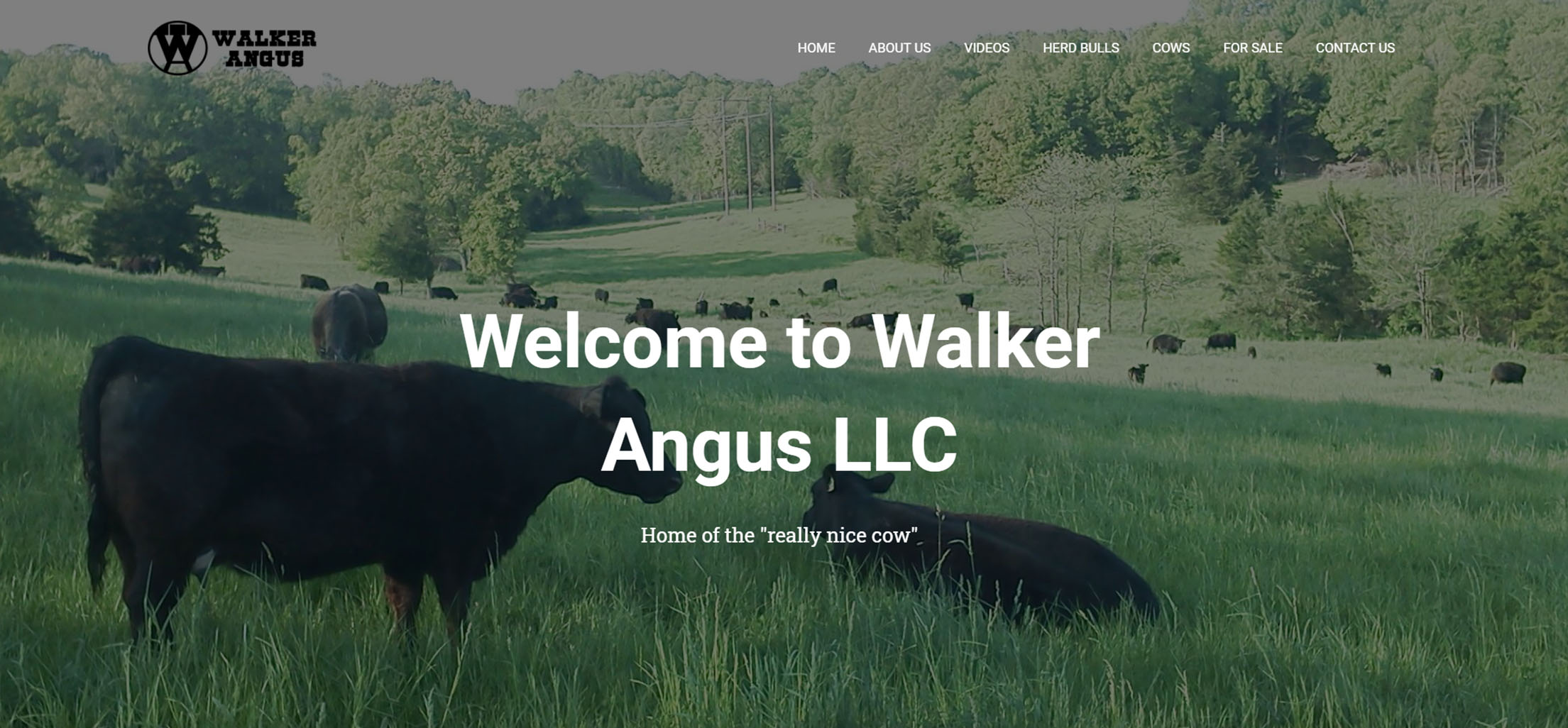 walker angus site pic